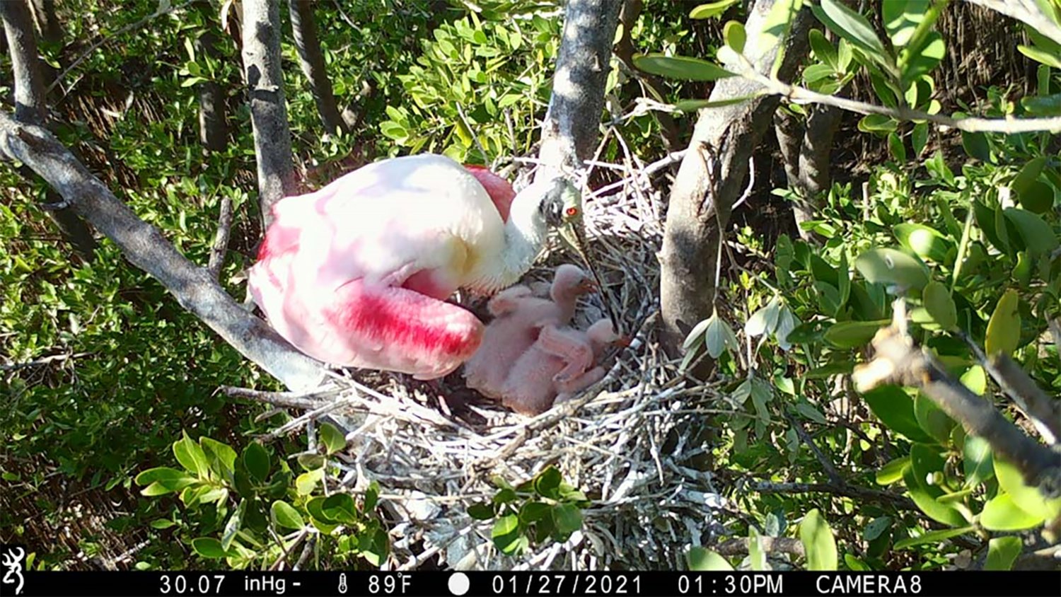 Camera trap image of a Roseate Spoonbill nest in Florida Bay.